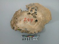 藏品(貝類)的圖片